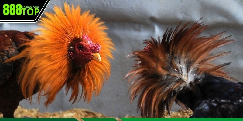 Bí quyết nâng cao tỷ lệ thắng khi cược gà chọi 