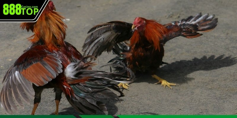 Sai lầm thường xuất hiện khi người chơi phân tích thế đá gà chọi