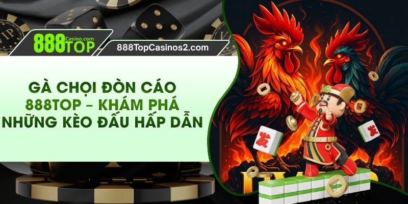 Gà Chọi Đòn Cáo 888top – Khám Phá Những Kèo Đấu Hấp Dẫn